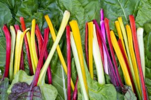 Rainbow Chard stems of yellow white pink and red
