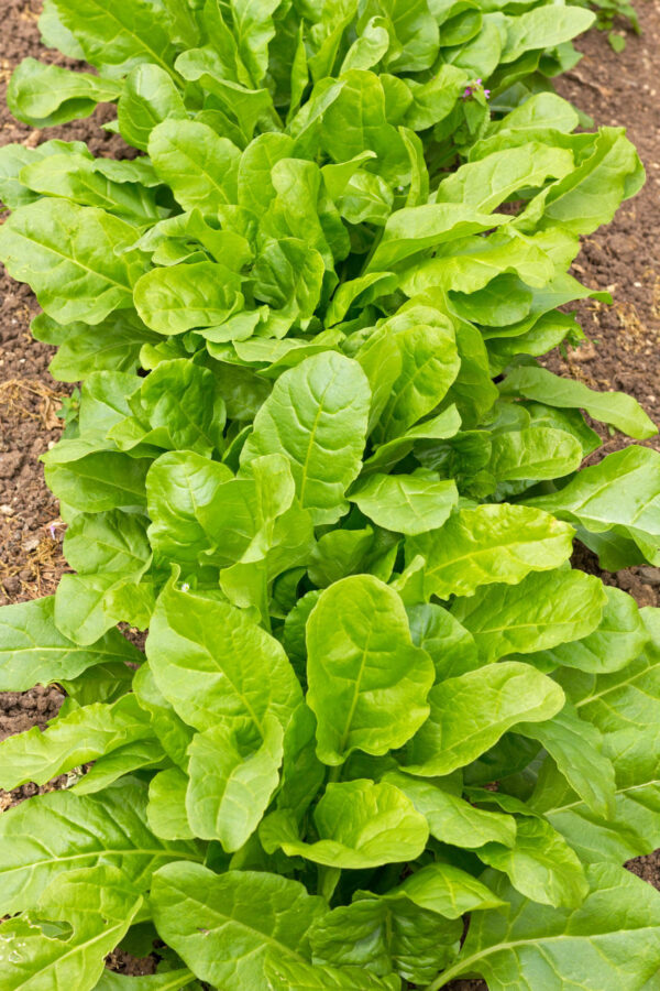 bunches of perpetual gator spinach in the ground