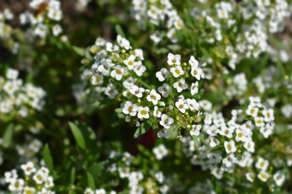 Close up of Snow Cloth Sweet Alyssum with its tiny white flowers all over the stalk