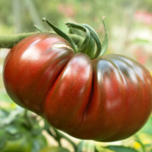 One large single Black Russian tomato hanging from a healthy vine