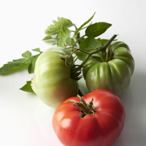 Three Brandy Wine Red tomatoes on a white background showing every stage of growth and colour.