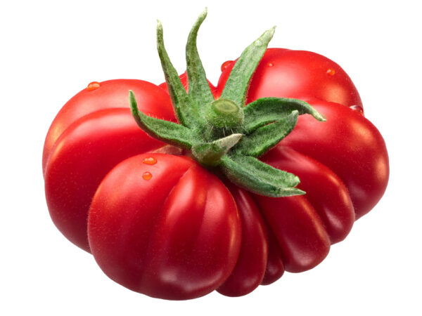 tomato costoluto fiorentino on a white backgroundo
