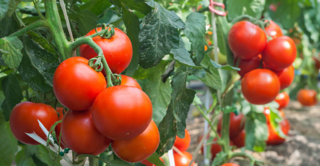 These Money Maker Tomatoes produces large red fruit on a climbing vine.