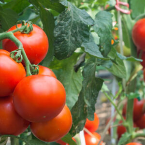 These Money Maker Tomatoes produces large red fruit on a climbing vine.
