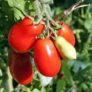 This Roma Tomato is a medium sized red egg shaped variety. Bush form.