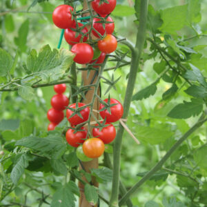 a large number of Tiny Tim tomatoes on the vine