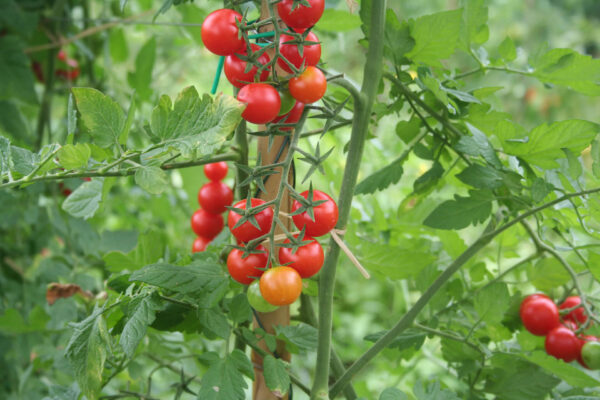 a large number of Tiny Tim tomatoes on the vine