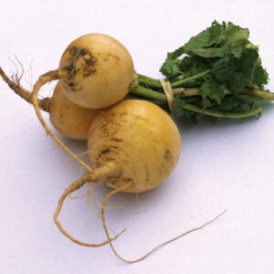 Three Golden Globe turnips tied together on a white background