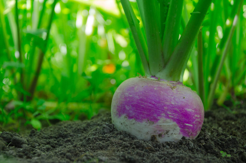 Purple Top White Globe turnip in the ground