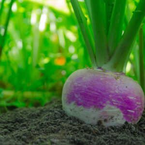 Purple Top White Globe turnip in the ground
