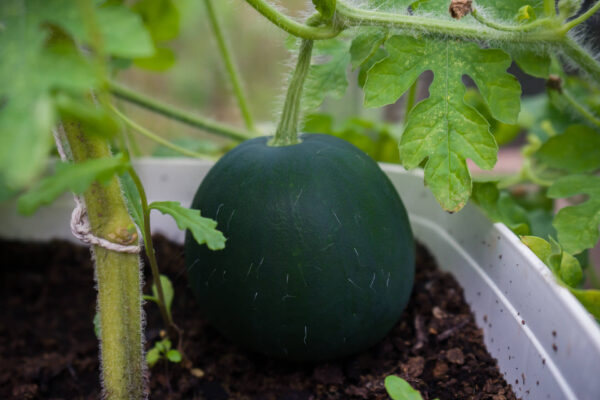 One Sugar Baby Watermelon sitting in the garden still attached to the plant
