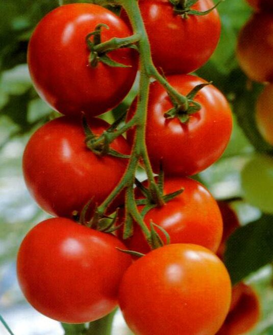 cherry tomato bunch on the vine