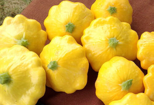 Yellow Scallop Squash in a table