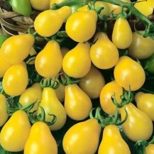 Yellow Pear tomatoes in a bowl