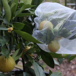 Vegetable Fruit protection bags