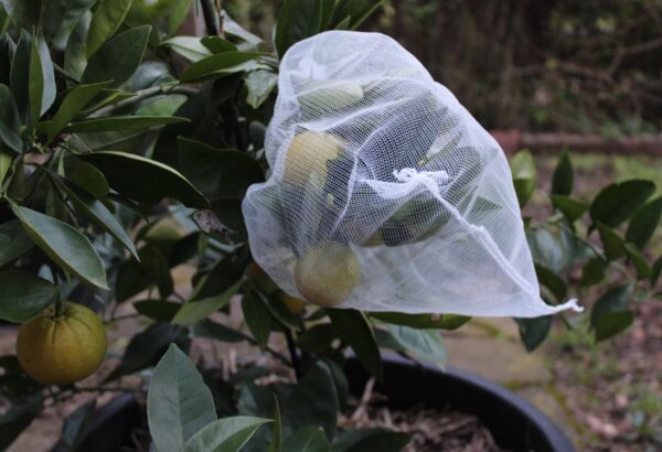 Fruit protection bags over lemons