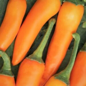 Bulgarian Carrot chillies piled together