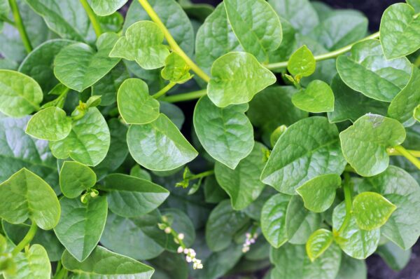 Malabar Green Spinach