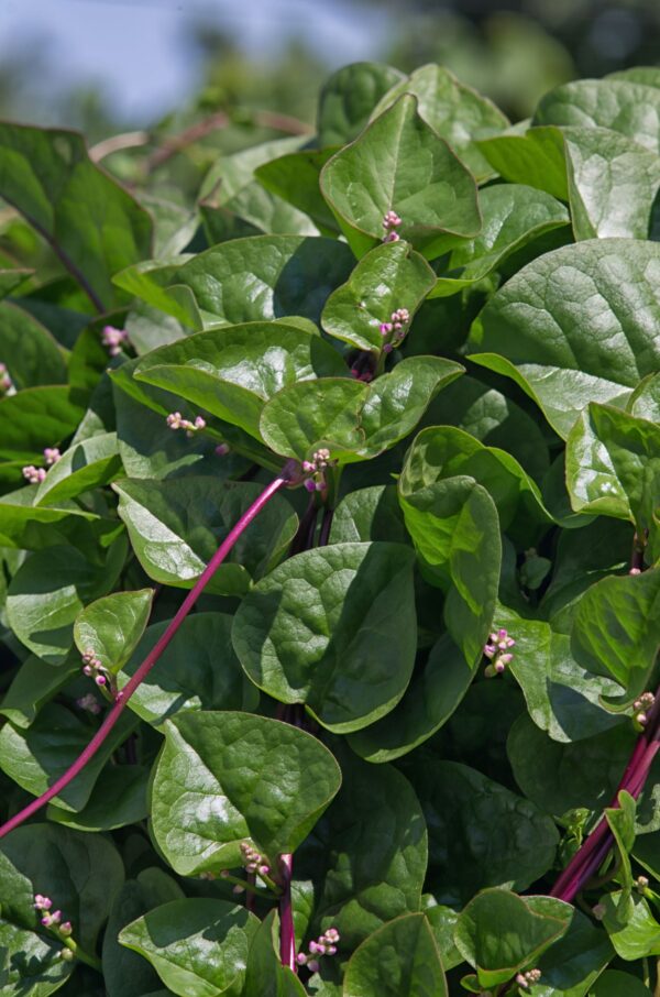 Malabar Red Spinach growing on a wall