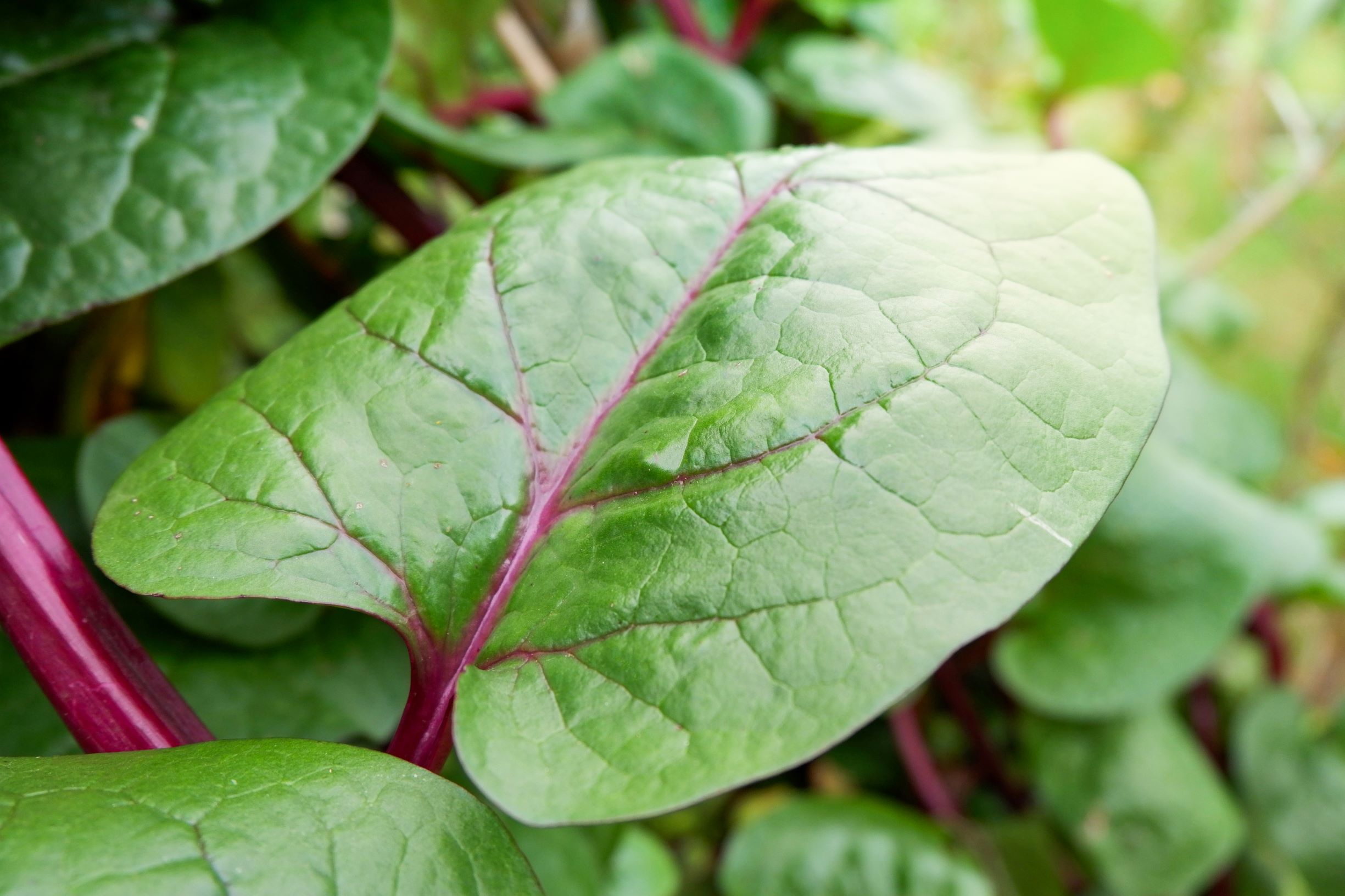 FREE Bonus 6 Variety Seed Pack Red Malabar Spinach Seeds Packed in FROZEN SEED CAPSULES for Growing Seeds Now or Saving Seeds for Years a $29.95 Value 20+ Rare Seeds 