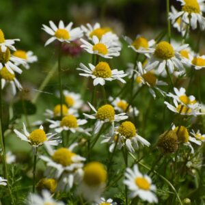 field of chamomile flowers