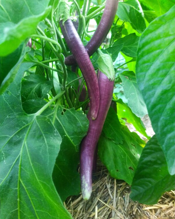three Long Purple Eggplants hanging from the bush still in the garden