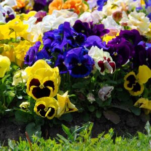 Swiss Giant Pansy in garden bed