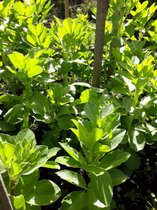 Egyptian Broad Beans with stakes