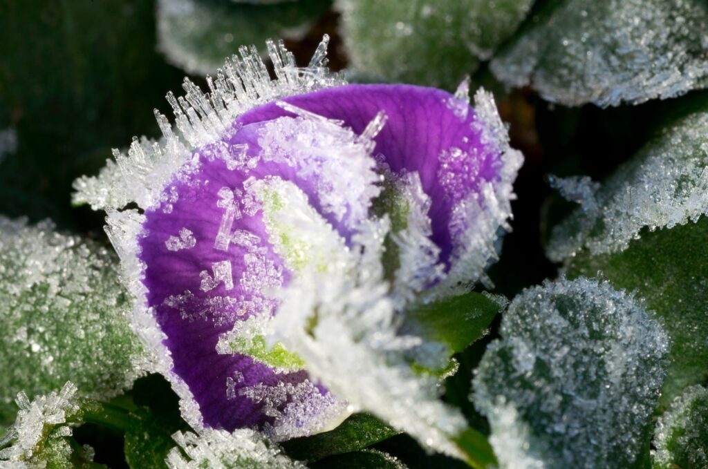 Pansy in June Frost