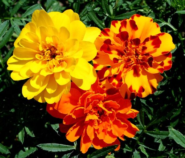 Marigold Petite Flowers in the colours of orange and yellow
