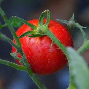 Red Medium sized tomato on bush. Variety is Tomato Swift