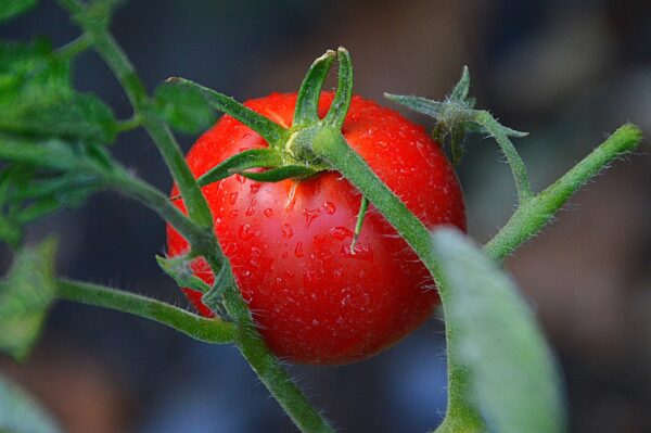 Red Medium sized tomato on bush. Variety is Tomato Swift