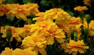 Yellow Marigold Flowers October 2021
