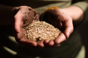 Seed Saving in clasped hands