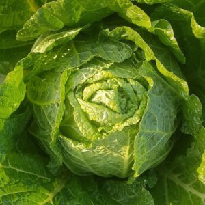 Chinese Cabbage One Kilo Slow Bolt