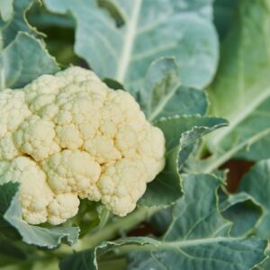 First Early Cauliflower growing on plant