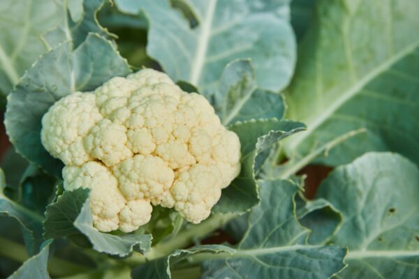 First Early Cauliflower growing on plant