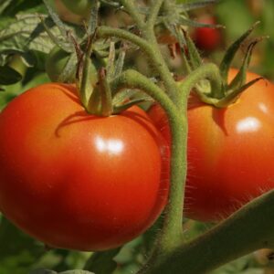 Saint Pierre Tomato on Vine