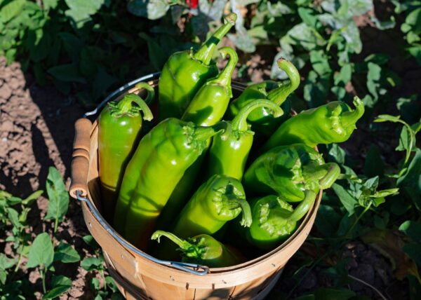Harvested Big Jim Chilli in wooden bucket