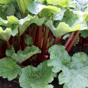 Crimson Rhubarb with red stems and large green leaves growing in garden