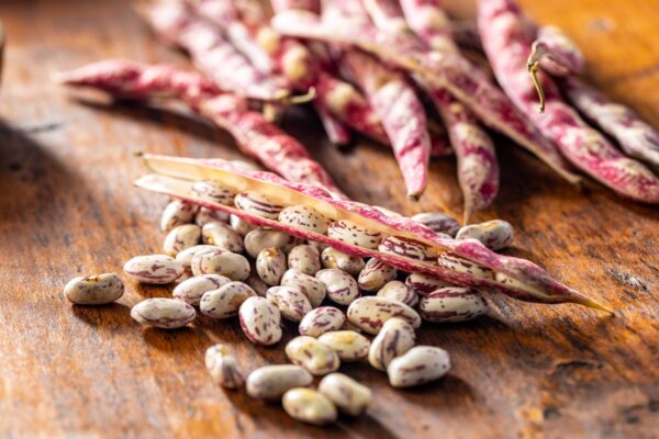Harvested Tongue of Fire Beans dried
