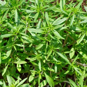 Summer Savory Herb growing in Garden