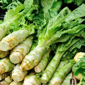 Fresh picked Celtuce bunched up on a table