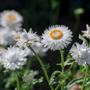 White Everlasting Daisies with yellow centres