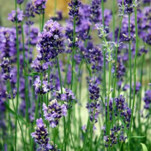 Purple Stems of Lavender Vera or English Lavender grown from seed