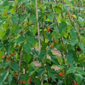 Scarlet Emperor runner beans growing on a trellis