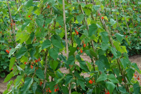Scarlet Emperor runner beans growing on a trellis