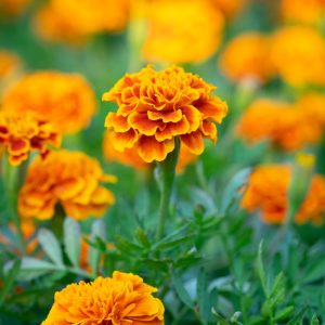 Closeup of orange Marigold's in flower